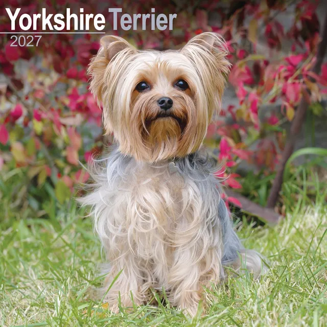 otter-house-yorkshire-terrier-wall-calendar-2027-hunde image 1