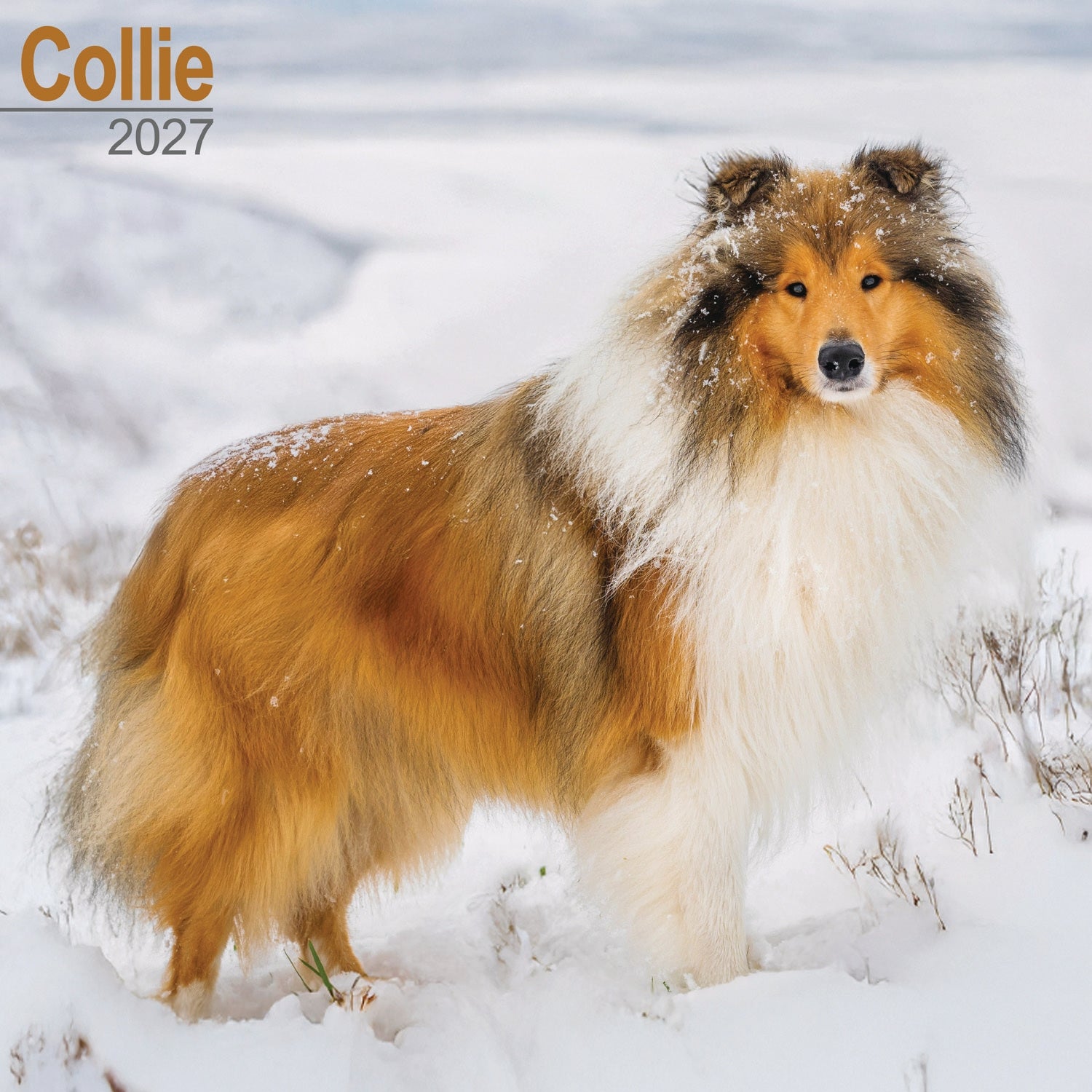 otter-house-collie-wandkalender-2027-hundekalender image 1