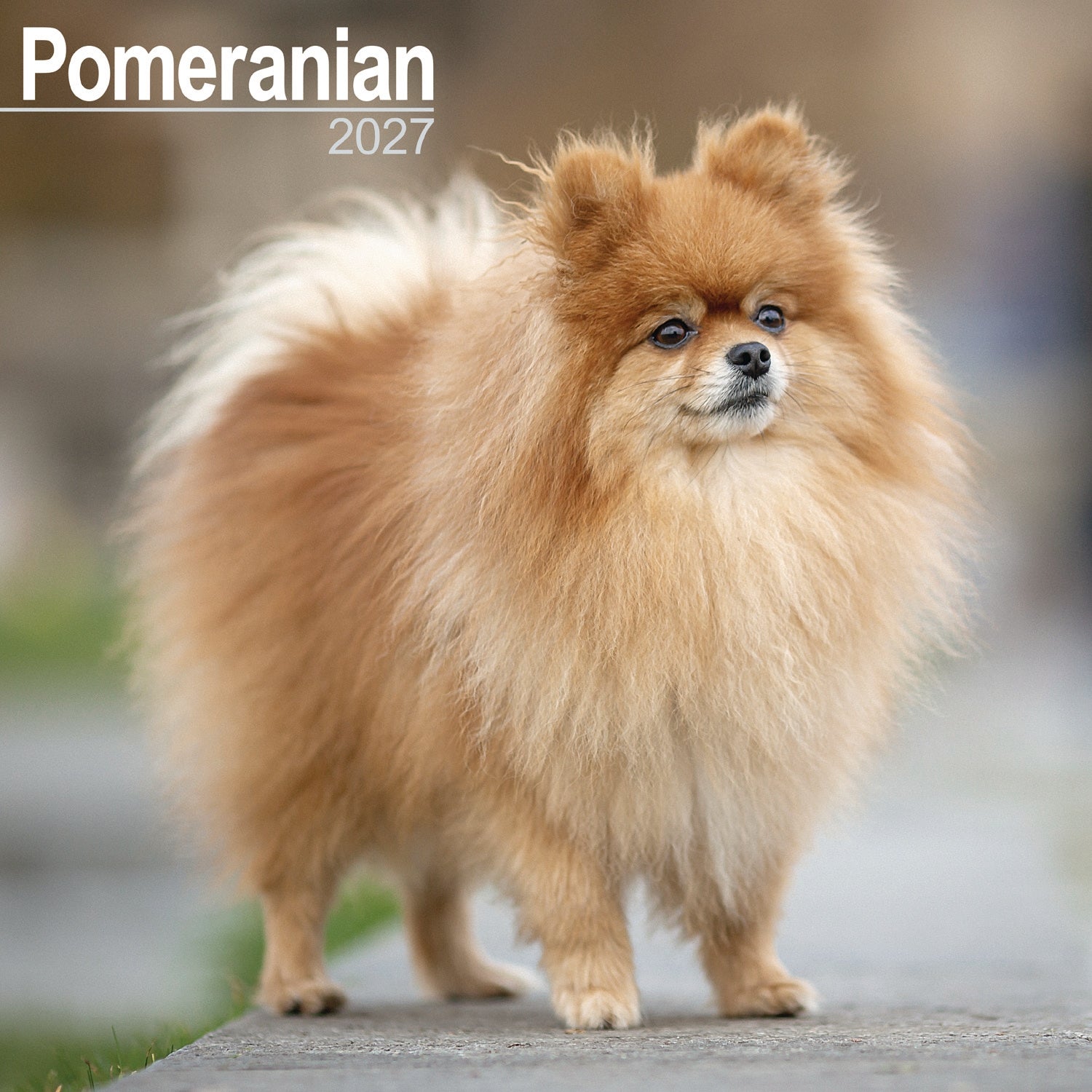 otter-house-pomeranian-wandkalender-2027-hunde image 1