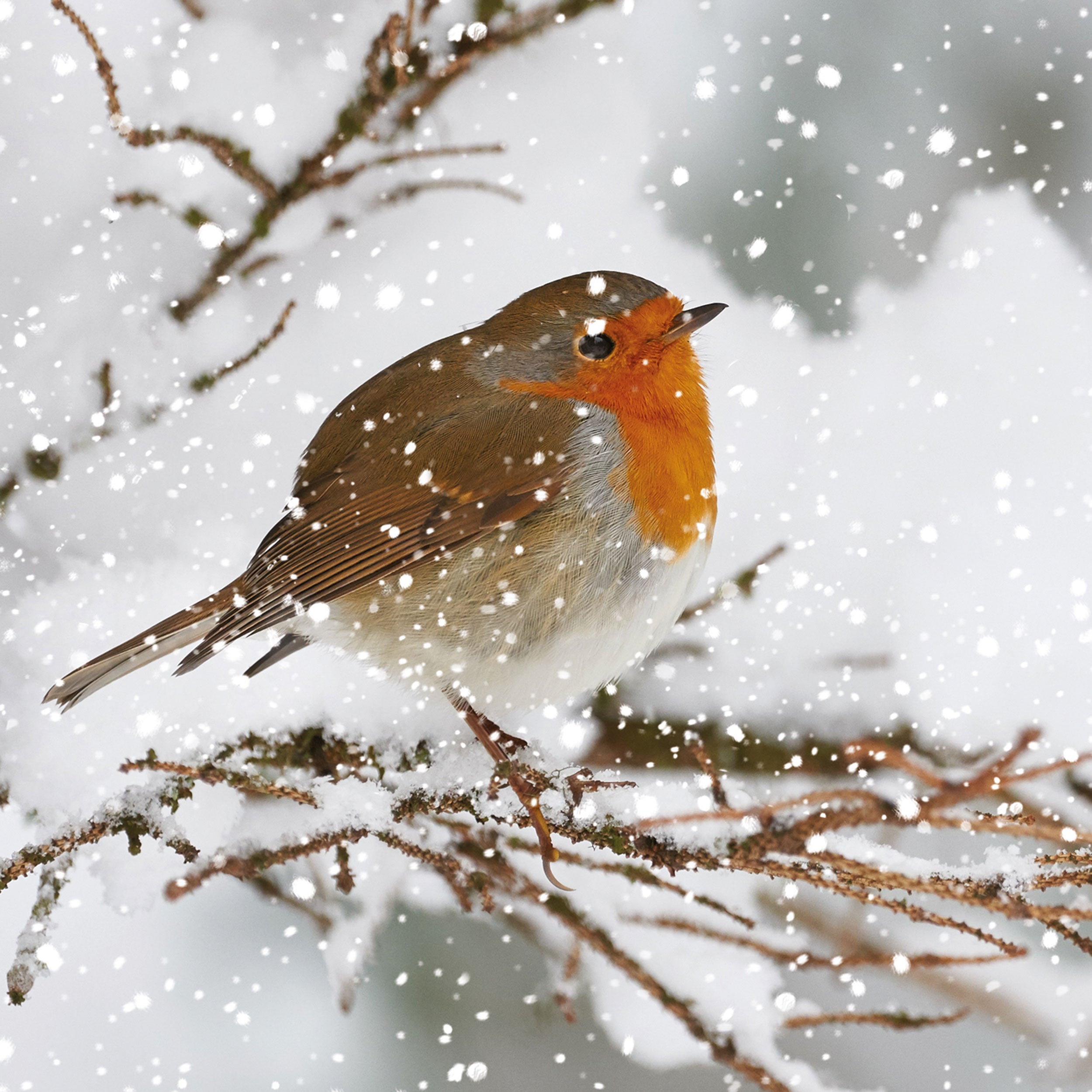 otter-house-christmas-winter-birds-weihnachtskarten-sortiert-set image 3
