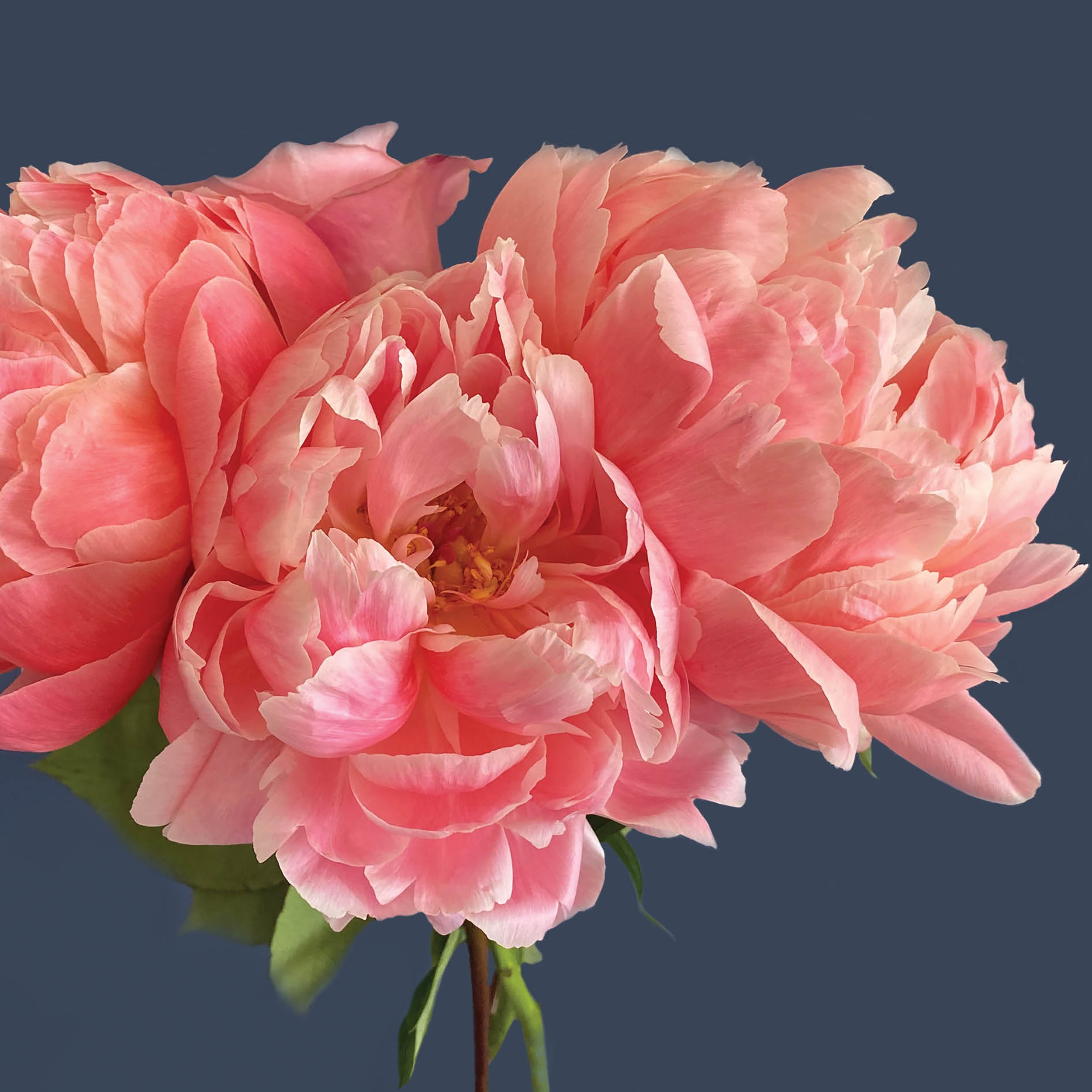 otter-house-alex-sharp-gru-karte-peonies-roses-blumen image 1
