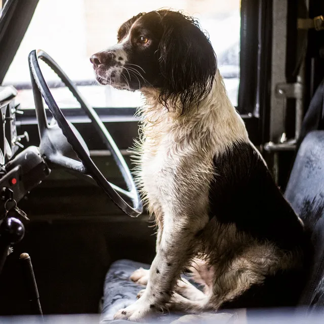otter-house-countryside-gru-karte-springer-spaniel-hund image 1