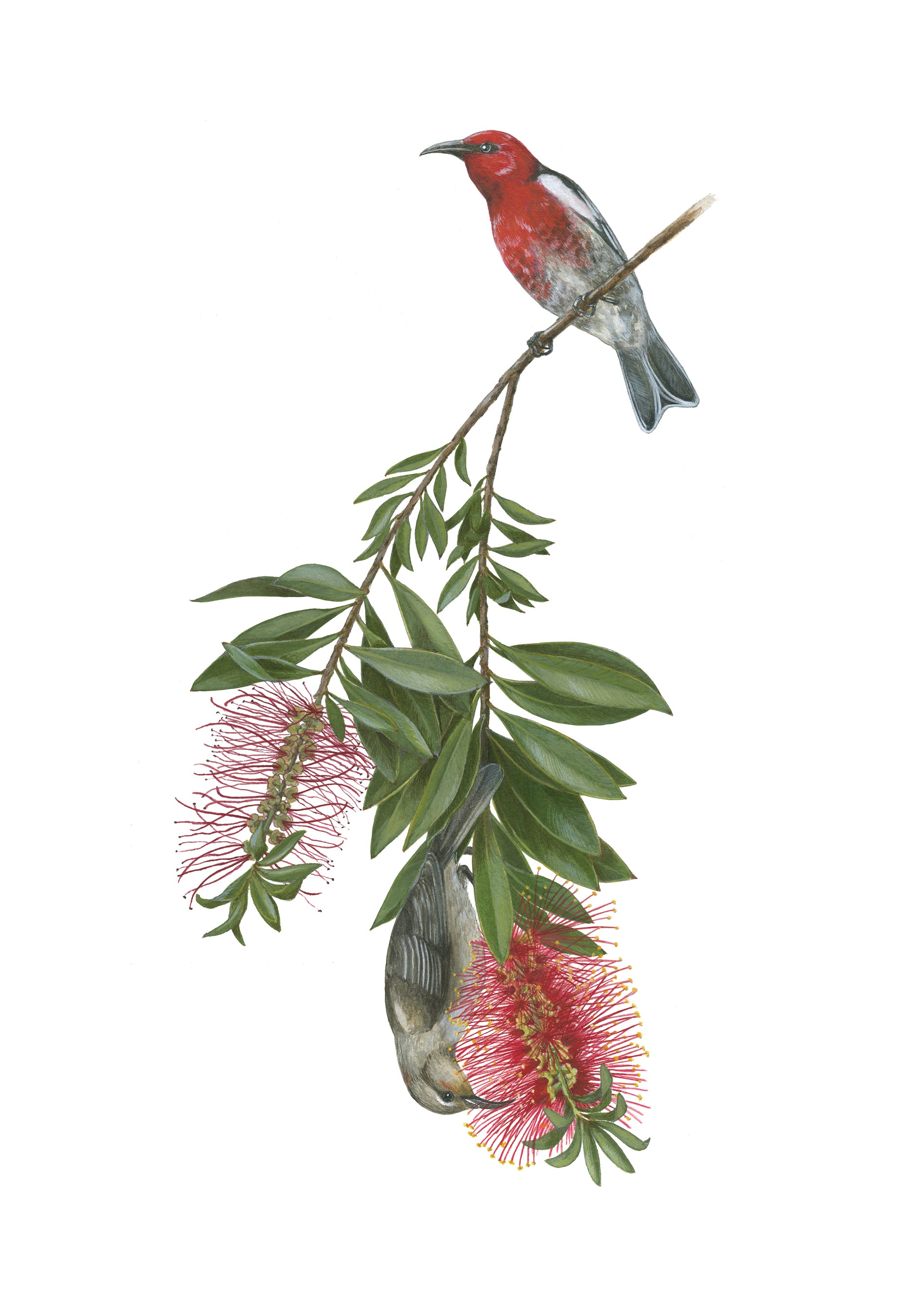 pomegranate-erin-hunter-pollinators-gru-karten-set-20-st-ck image 5