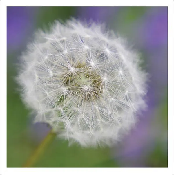 snozzle-dandelion-clock-trauerkarte-beileid-pusteblume-splimple image 1
