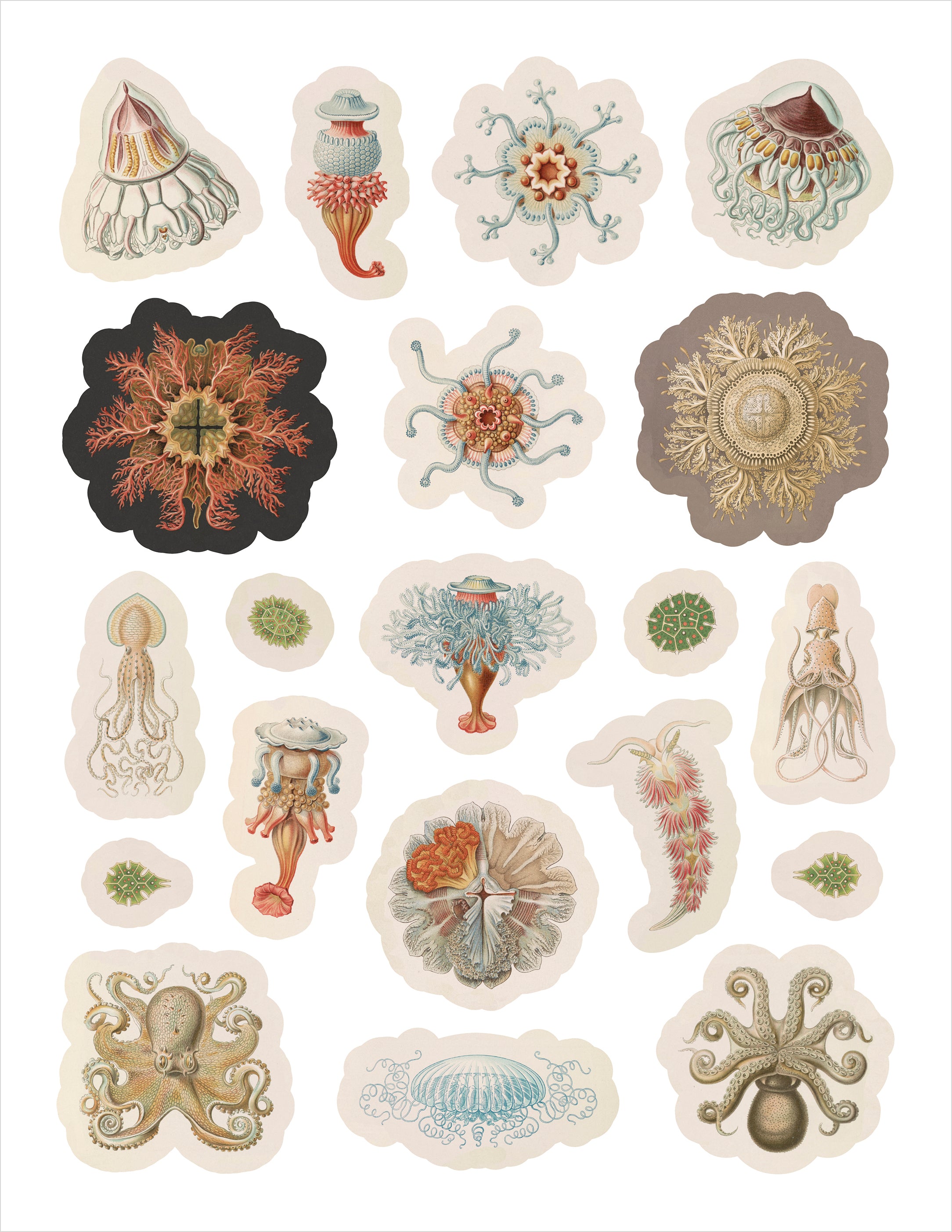 pomegranate-ernst-haeckel-stickerbuch-kunstformen-der-natur-tiere image 4