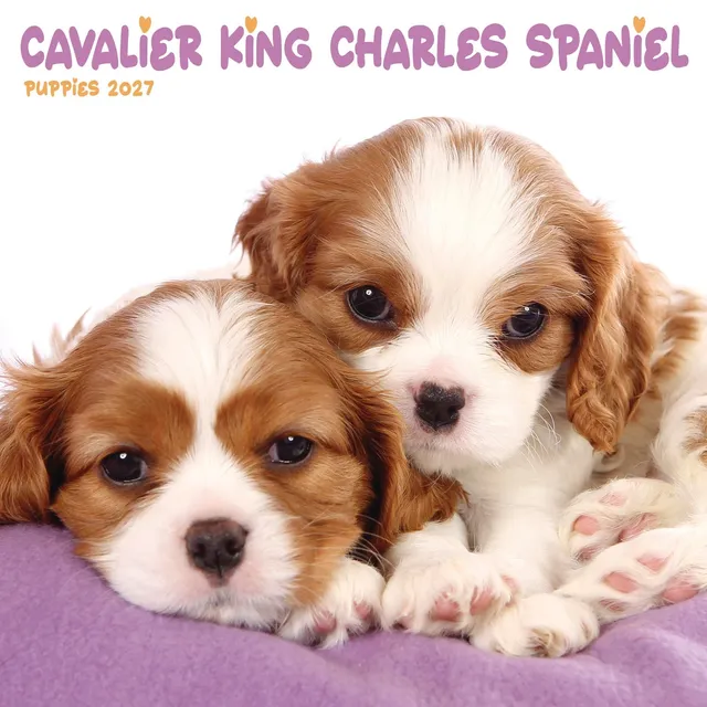 otter-house-mini-kalender-2027-cavalier-welpen-wandkalender-hunde image 1