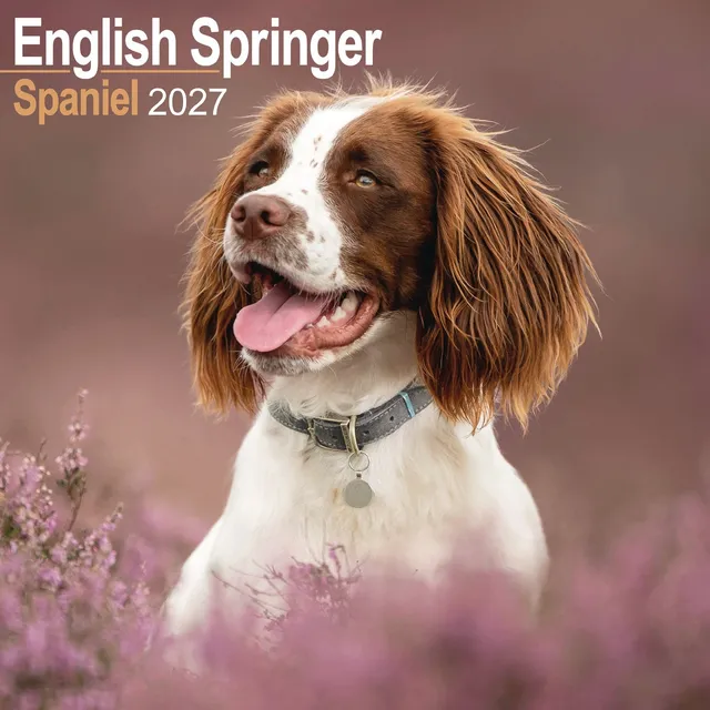 otter-house-english-springer-spaniel-wandkalender-2027 image 1