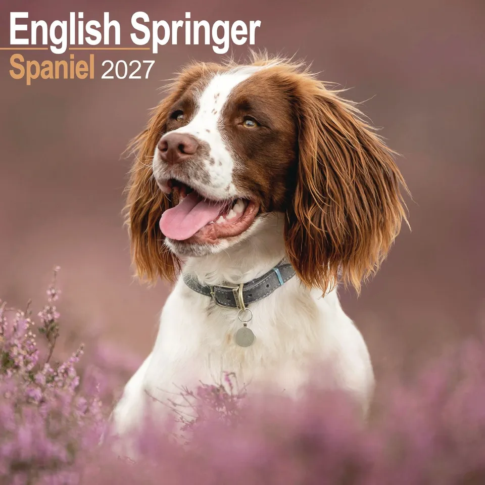 otter-house-english-springer-spaniel-wandkalender-2027 image 1