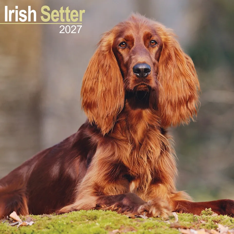 otter-house-irish-setter-wandkalender-2027-hunde-12-monate image 1