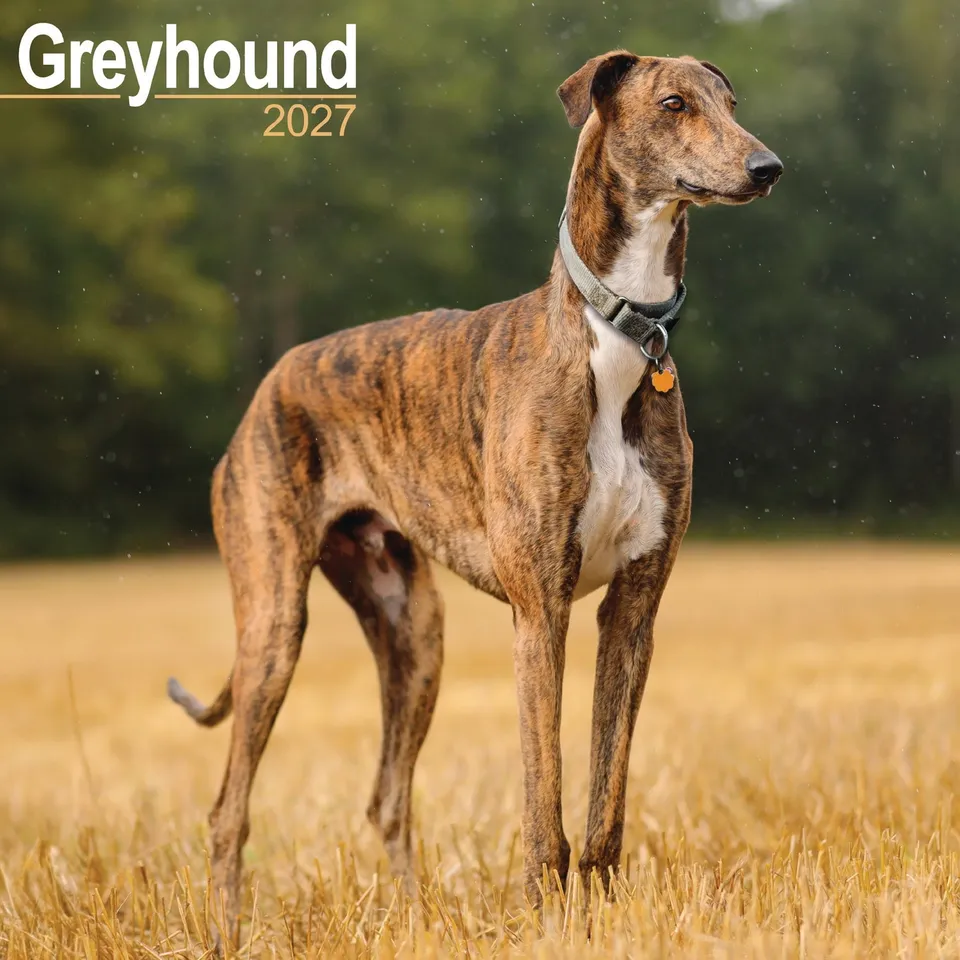 otter-house-greyhound-wandkalender-2027-hunde-kalender image 1