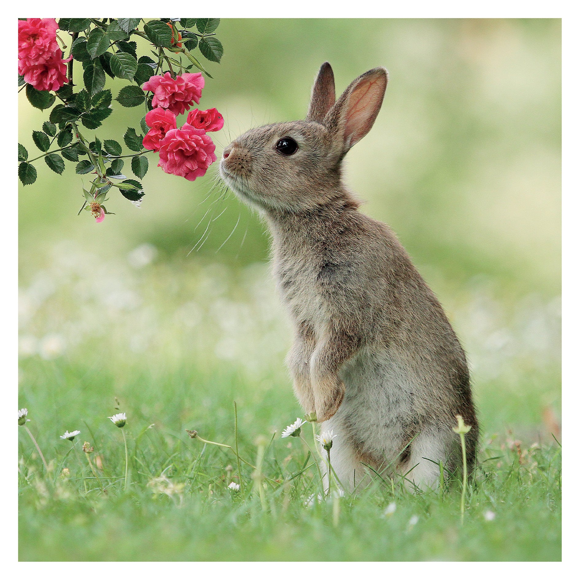 otter-house-wildlife-fotokarte-wild-rabbit-hase image 1