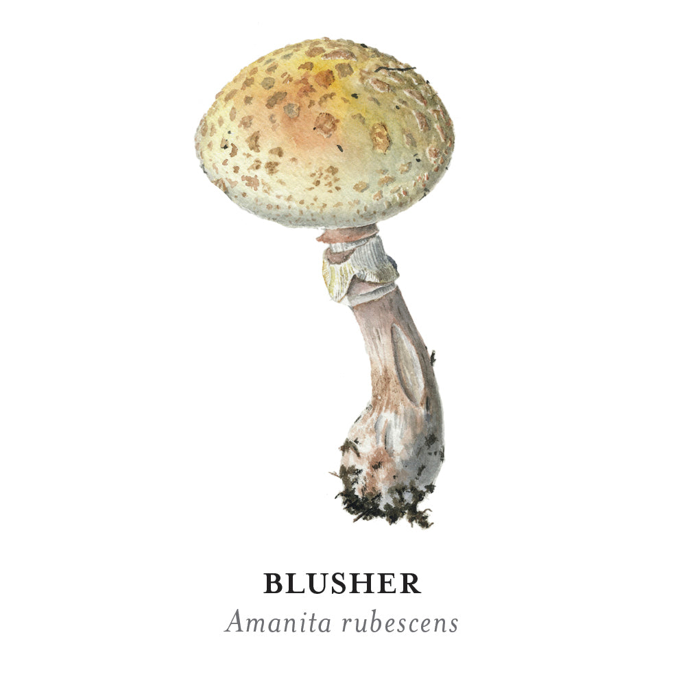 pomegranate-mushrooms-viazmensky-memory-spiel-36-paare-pilze image 7