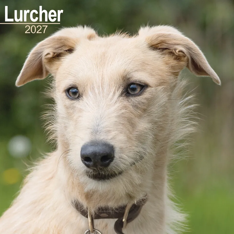 otter-house-lurcher-wall-calendar-2027-wandkalender-hunde image 1
