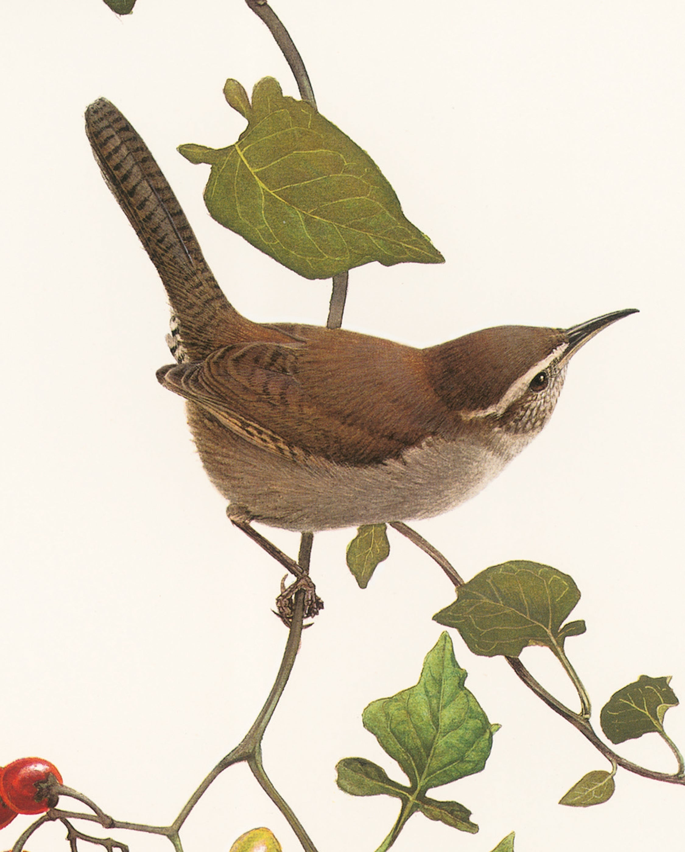 pomegranate-bookmarks-j-fenwick-lansdowne-bewick-s-wren-lesezeichen-vogel image 2