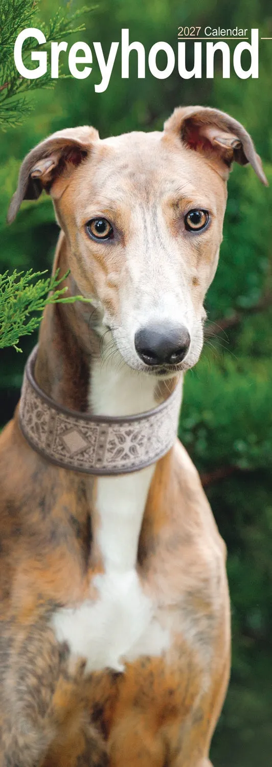 otter-house-greyhound-slim-calendar-2027-wandkalender-hund image 1