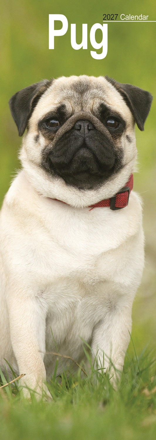 otter-house-pug-slim-calendar-2027-wandkalender-mops image 1