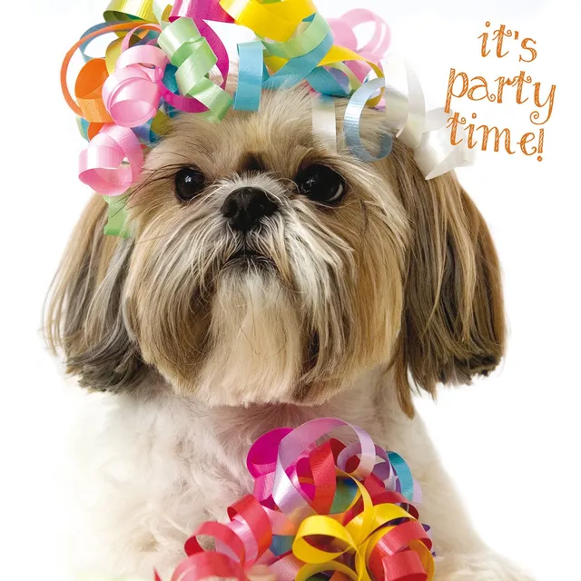 otter-house-pet-pawtrait-it-s-party-time-hund-karte-blanko image 1