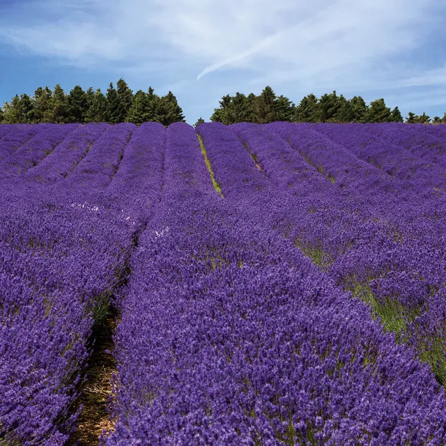 otter-house-lavender-field-gru-karte-170x170-lavendel image 1