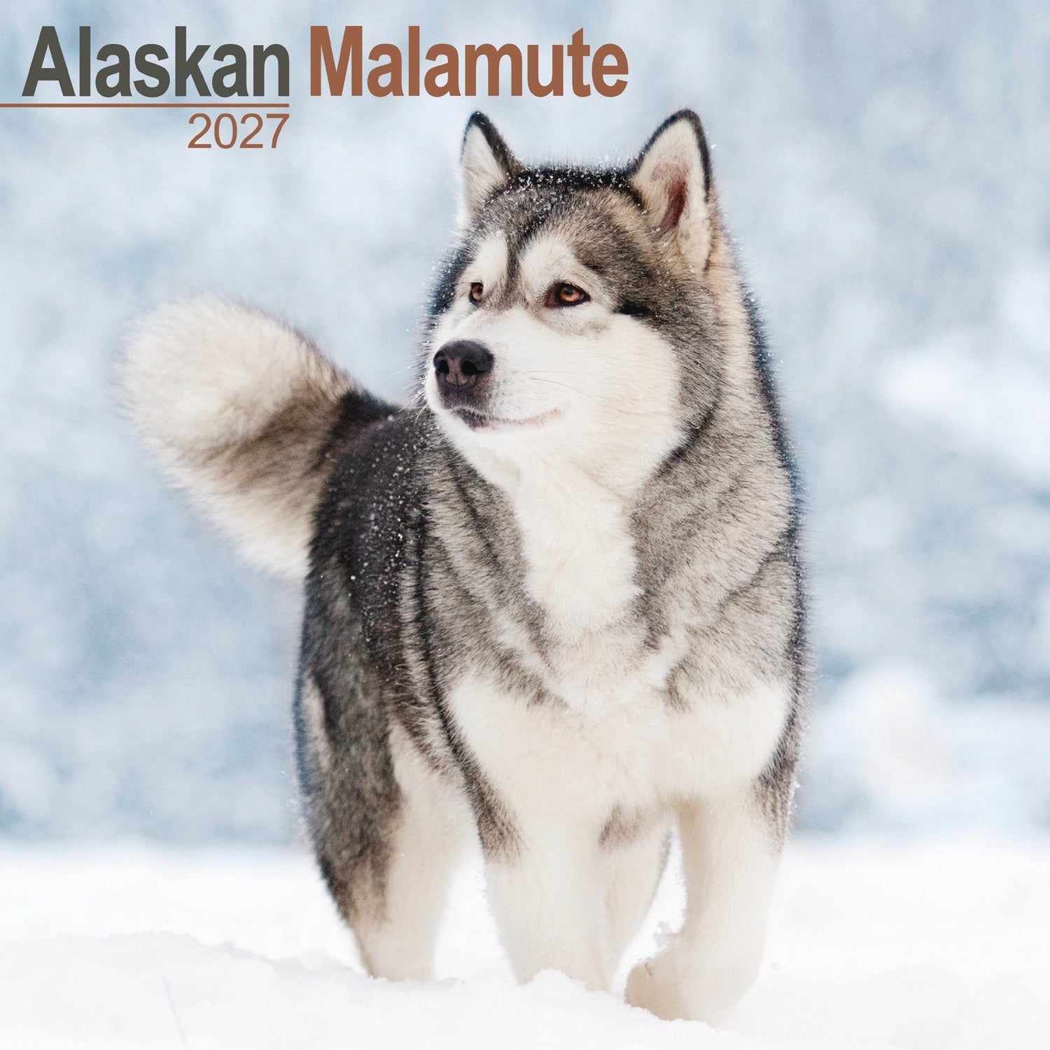 otter-house-calendars-alaskan-malamute-wandkalender-2027-hunde image 1