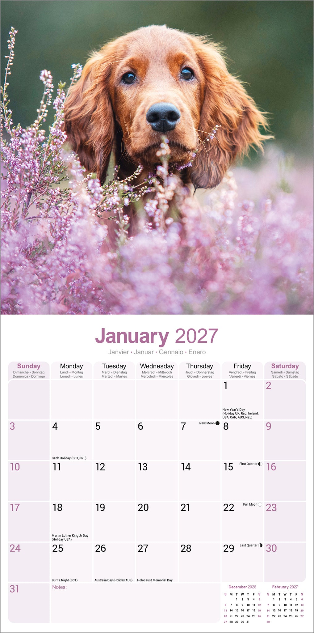 otter-house-irish-setter-wandkalender-2027-hunde-12-monate image 3