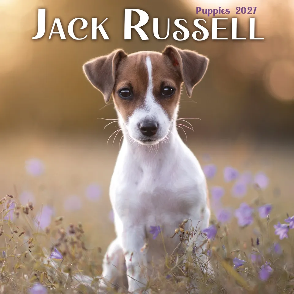 otter-house-jack-russell-puppies-mini-kalender-2027-hunde image 1