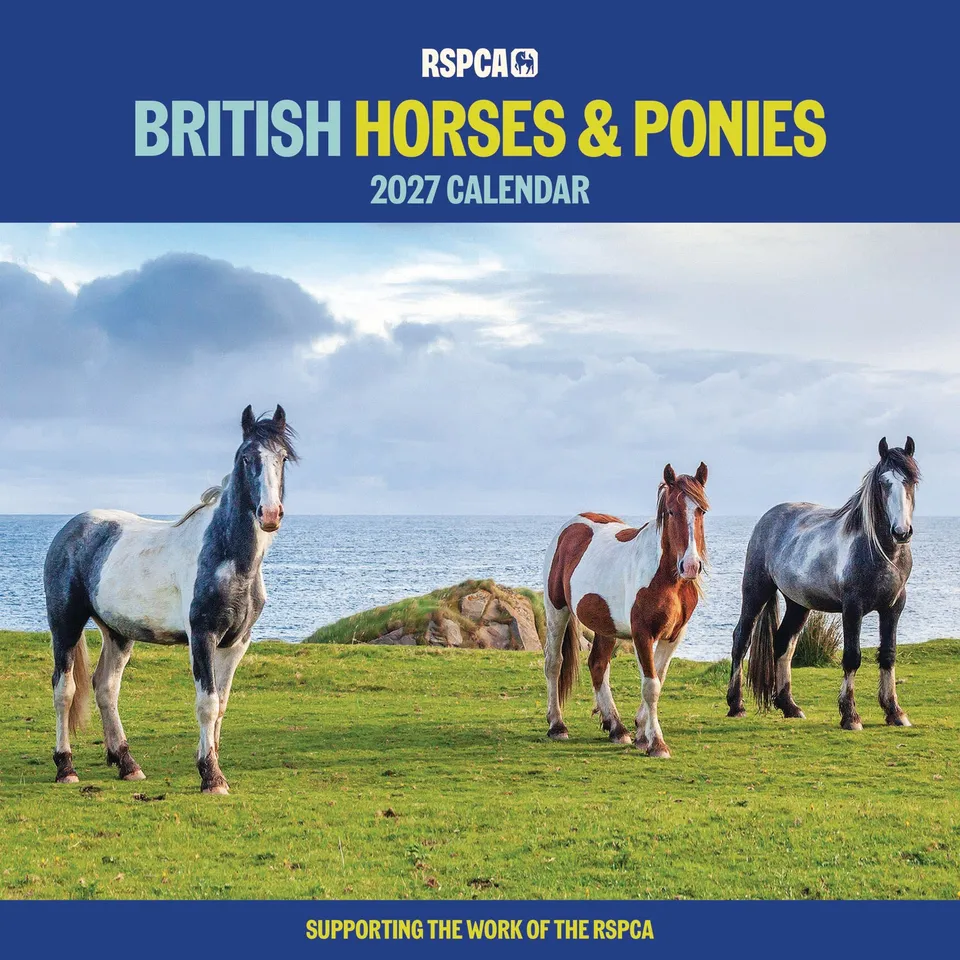otter-house-british-horses-wandkalender-2027-pferde image 1