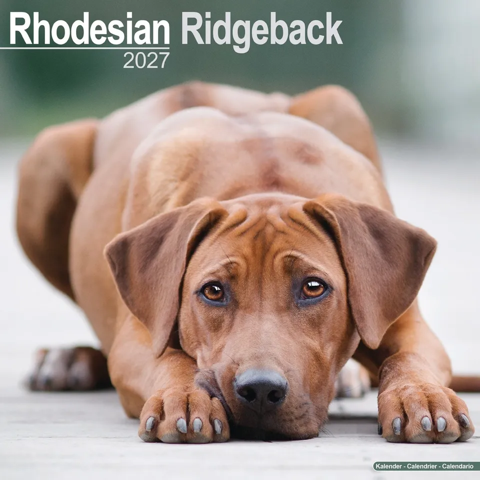 otter-house-rhodesian-ridgeback-wandkalender-2027-hunde-monatsbilder image 1