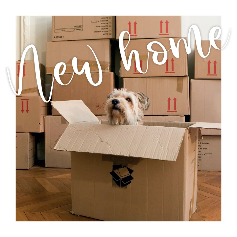 otter-house-new-home-boxes-einzugskarte-hund-umzugskartons image 1