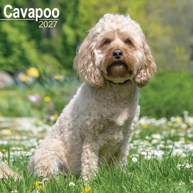 otter-house-cavapoo-wandkalender-2027-hunde image 1