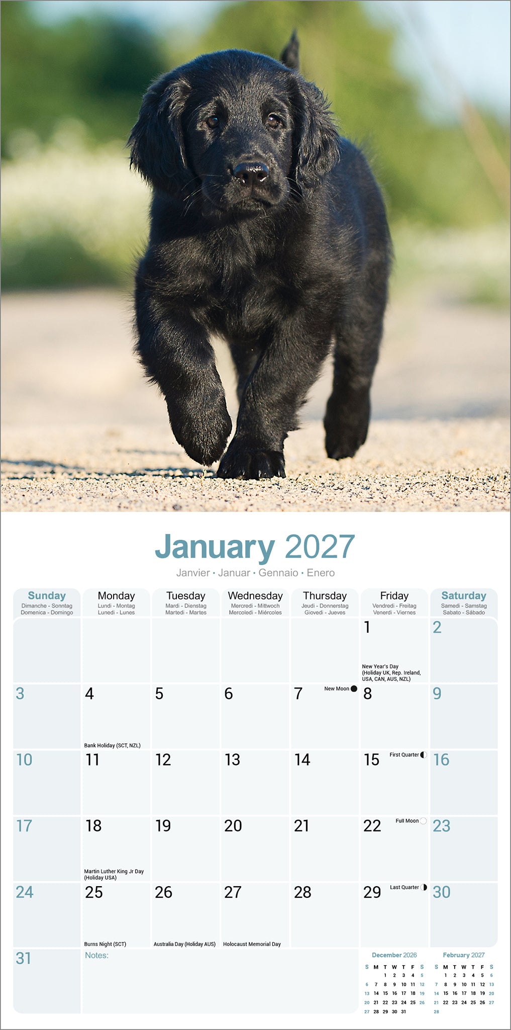 otter-house-flat-coated-retriever-wandkalender-2027-hund image 3