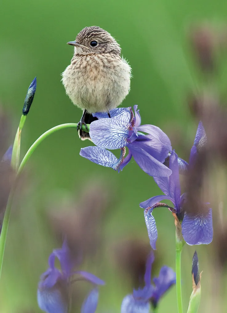 otter-house-beautiful-blanks-gru-karte-bird-on-iris-foto image 1