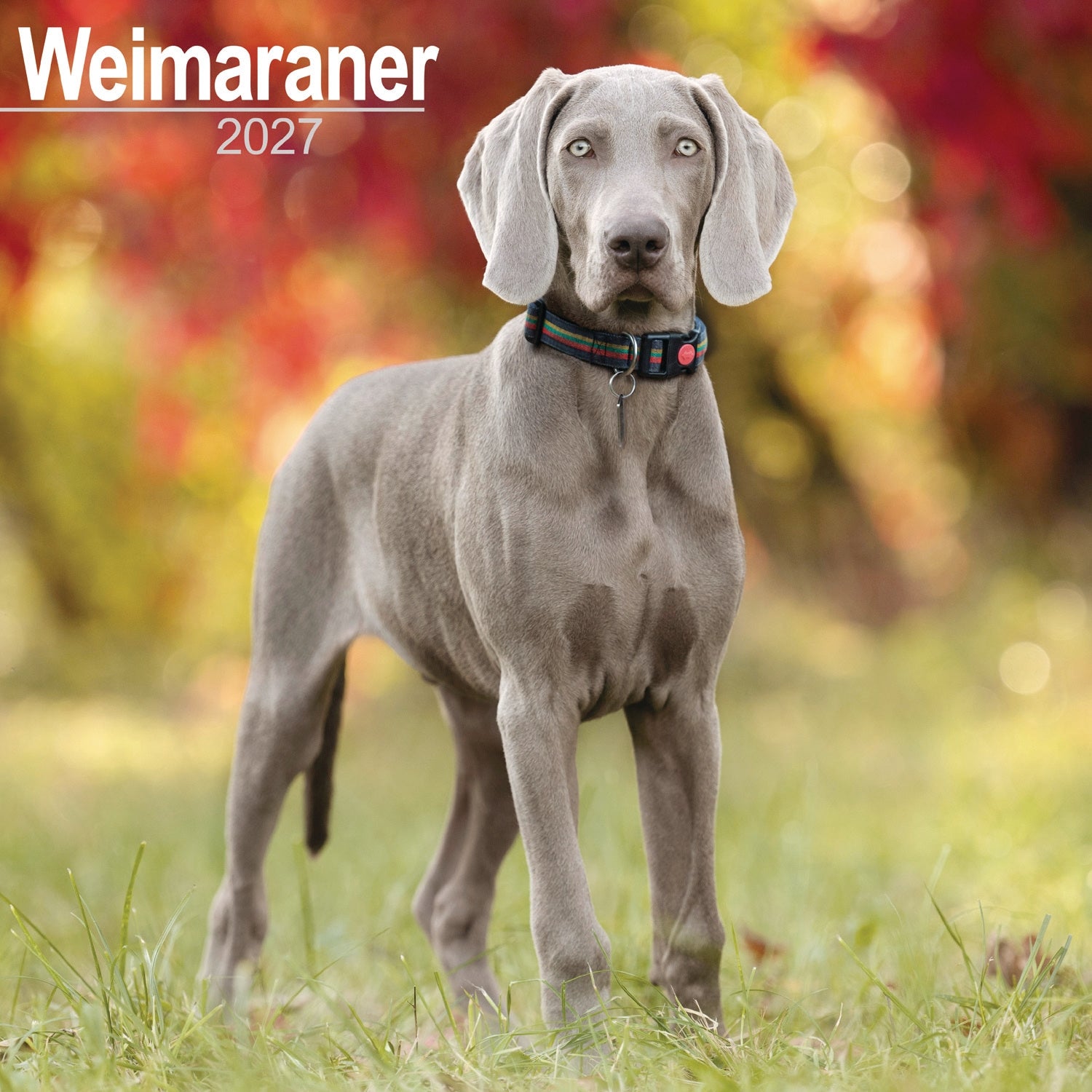otter-house-weimaraner-wandkalender-2027-hundekalender image 1