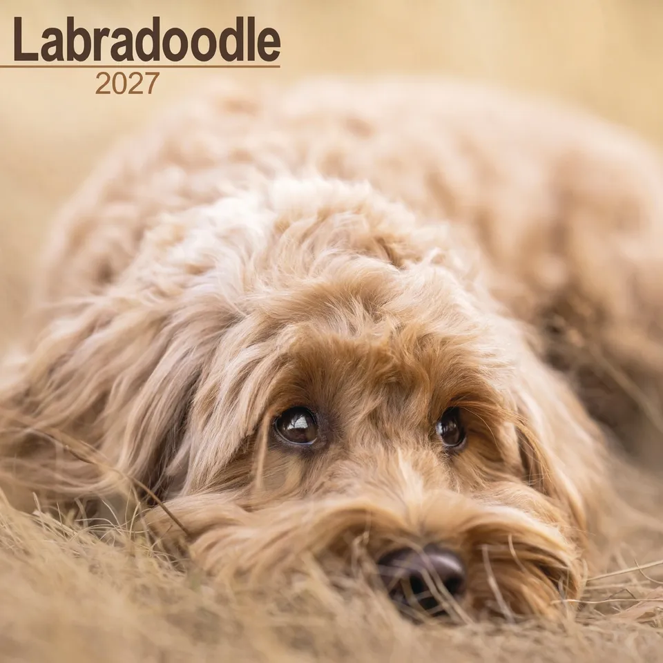 otter-house-labradoodle-wall-calendar-2027-wandkalender-hunde image 1