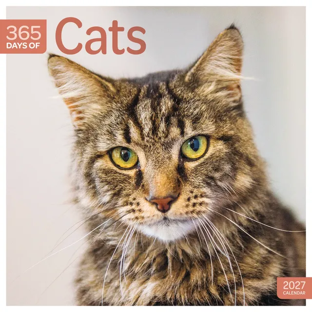 otter-house-cats-365-days-wandkalender-2027-katzen image 1