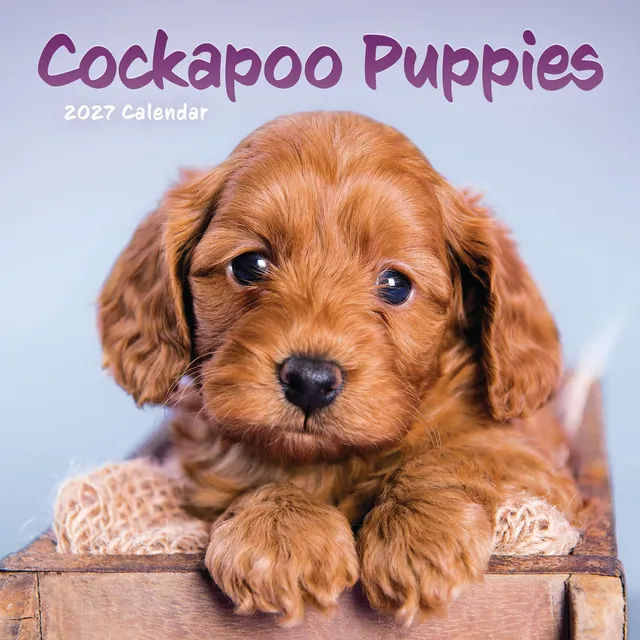 otter-house-cockapoo-puppies-mini-wandkalender-2027-hunde image 1