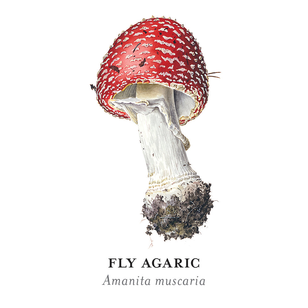 pomegranate-mushrooms-viazmensky-memory-spiel-36-paare-pilze image 6