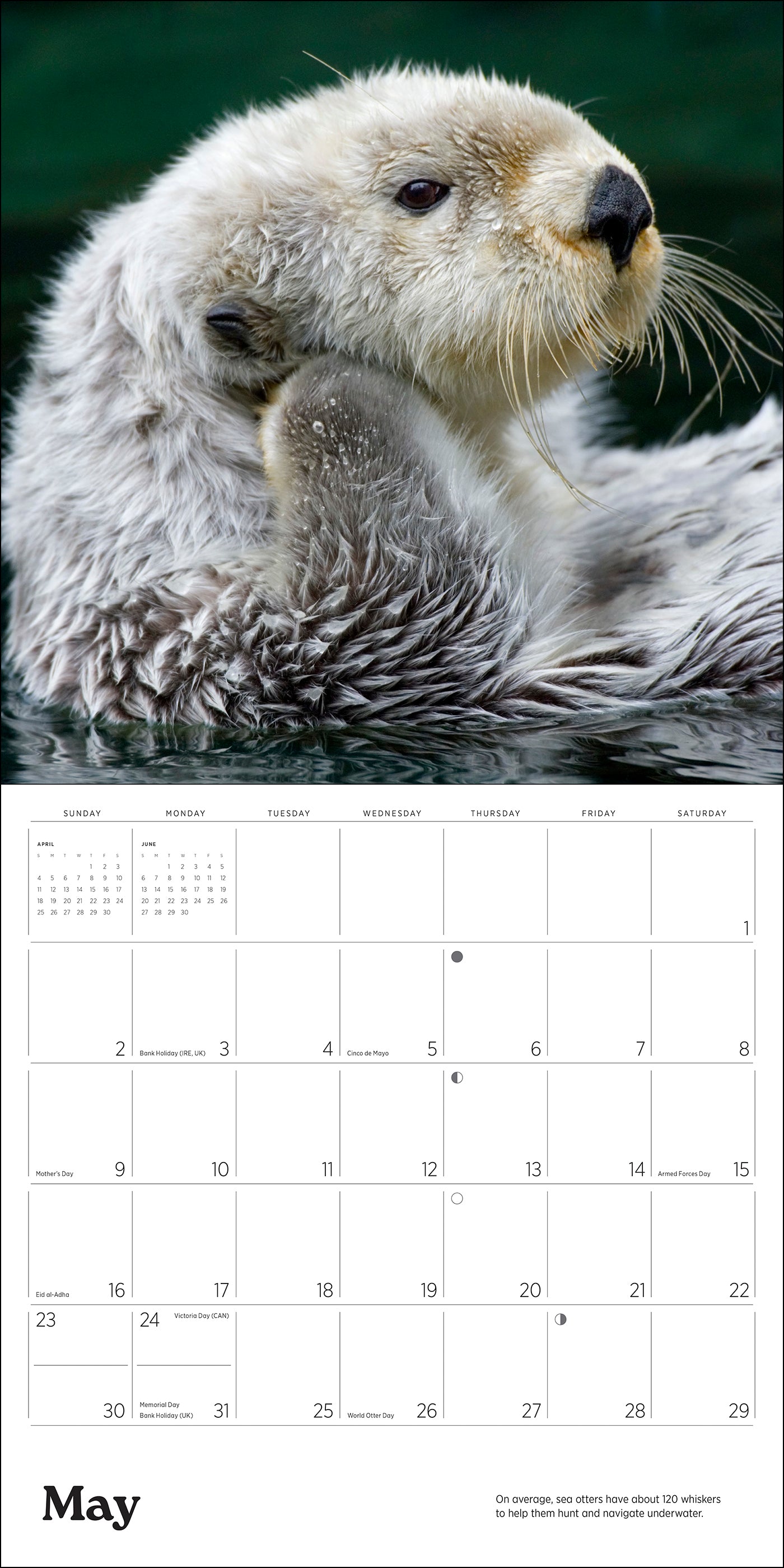 pomegranate-sea-otters-leeson-2027-wandkalender-foto image 2