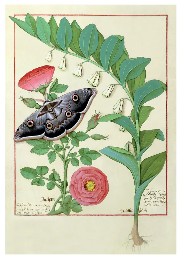 pomegranate-blank-notecards-robinet-testard-rose-klappkarte-einzeln image 1