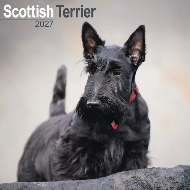 otter-house-scottish-terrier-wandkalender-2027-hunde image 1