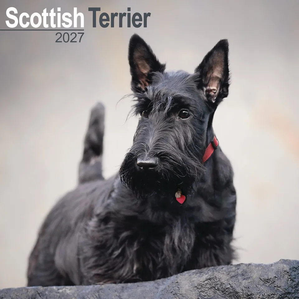 otter-house-scottish-terrier-wandkalender-2027-hunde image 1