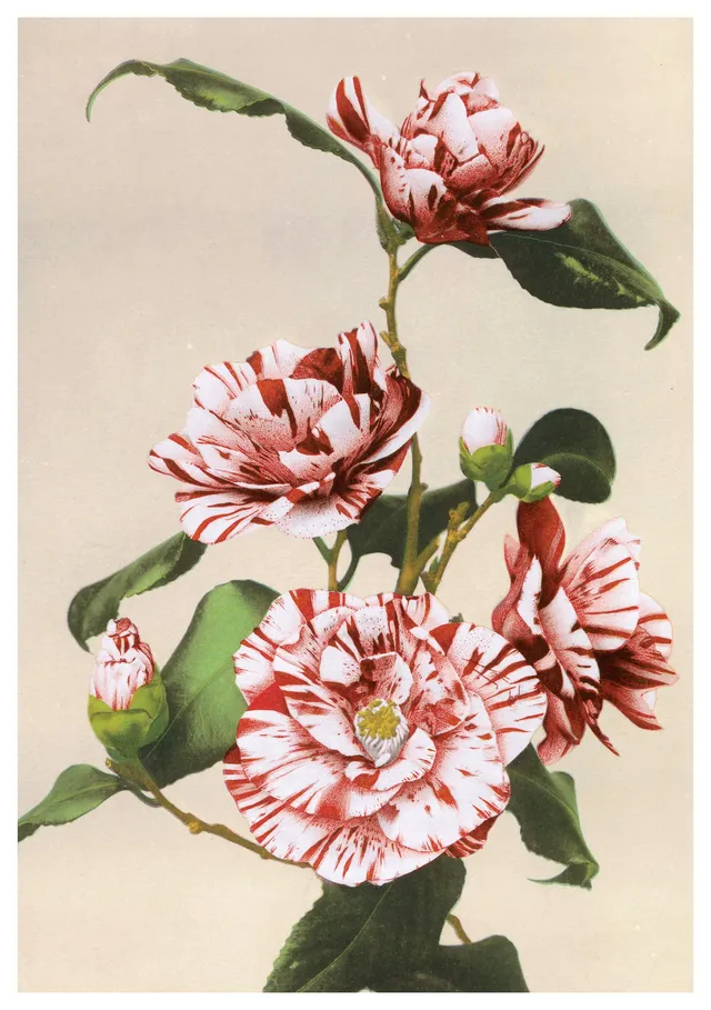 pomegranate-birthday-cards-ogawa-camellias-geburtstagskarte image 1