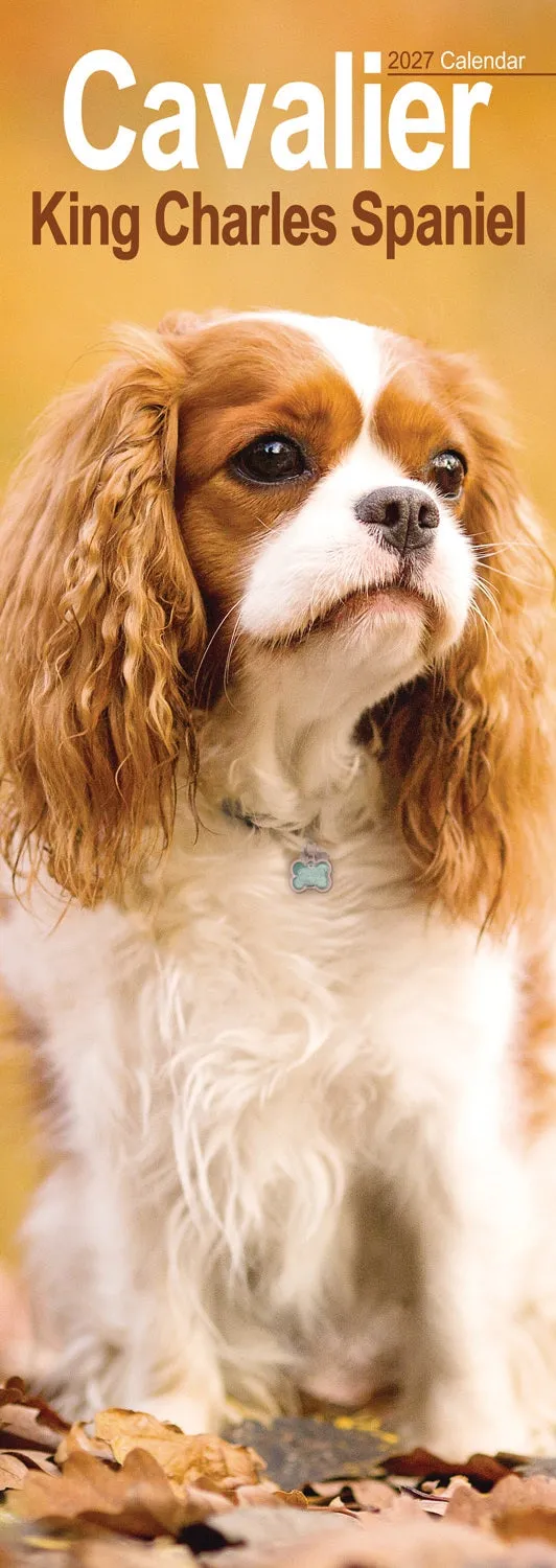 otter-house-cavalier-king-charles-slim-kalender-2027-hund image 1
