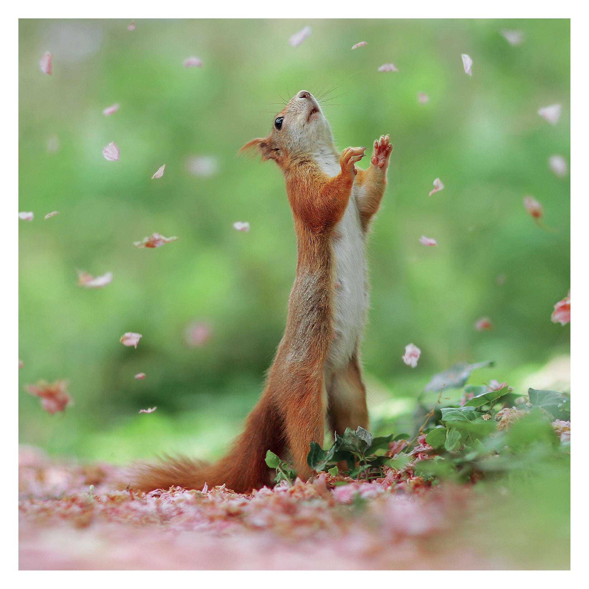 otter-house-jr-wildlife-gru-karte-red-squirrel-eichh-rnchen image 1