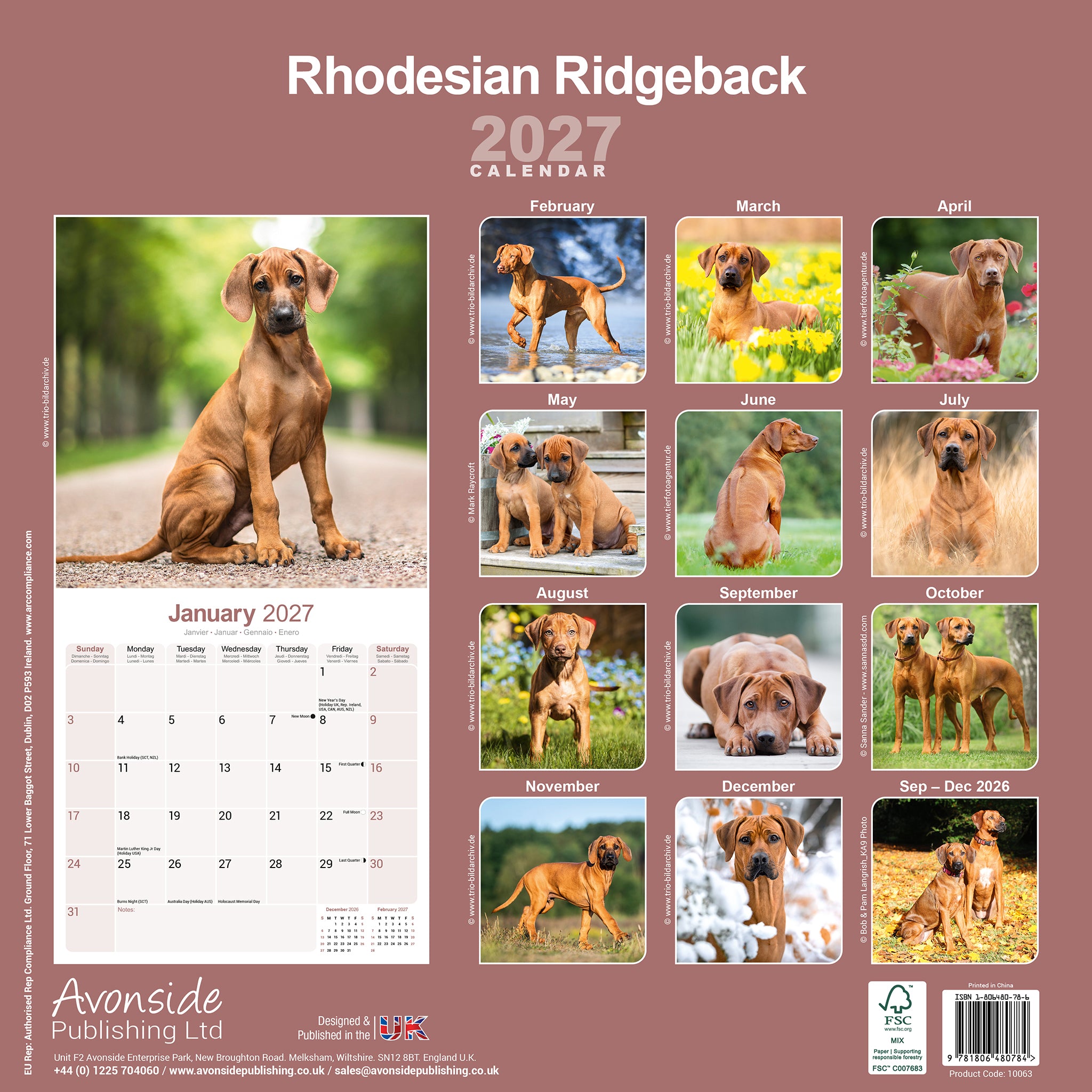 otter-house-rhodesian-ridgeback-wandkalender-2027-hunde-monatsbilder image 2