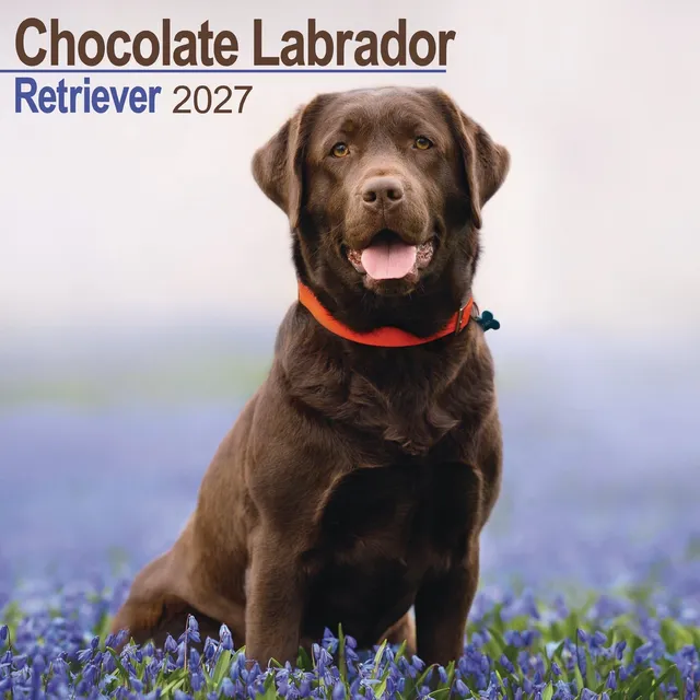 otter-house-labrador-wandkalender-2027-hunde-schoko image 1