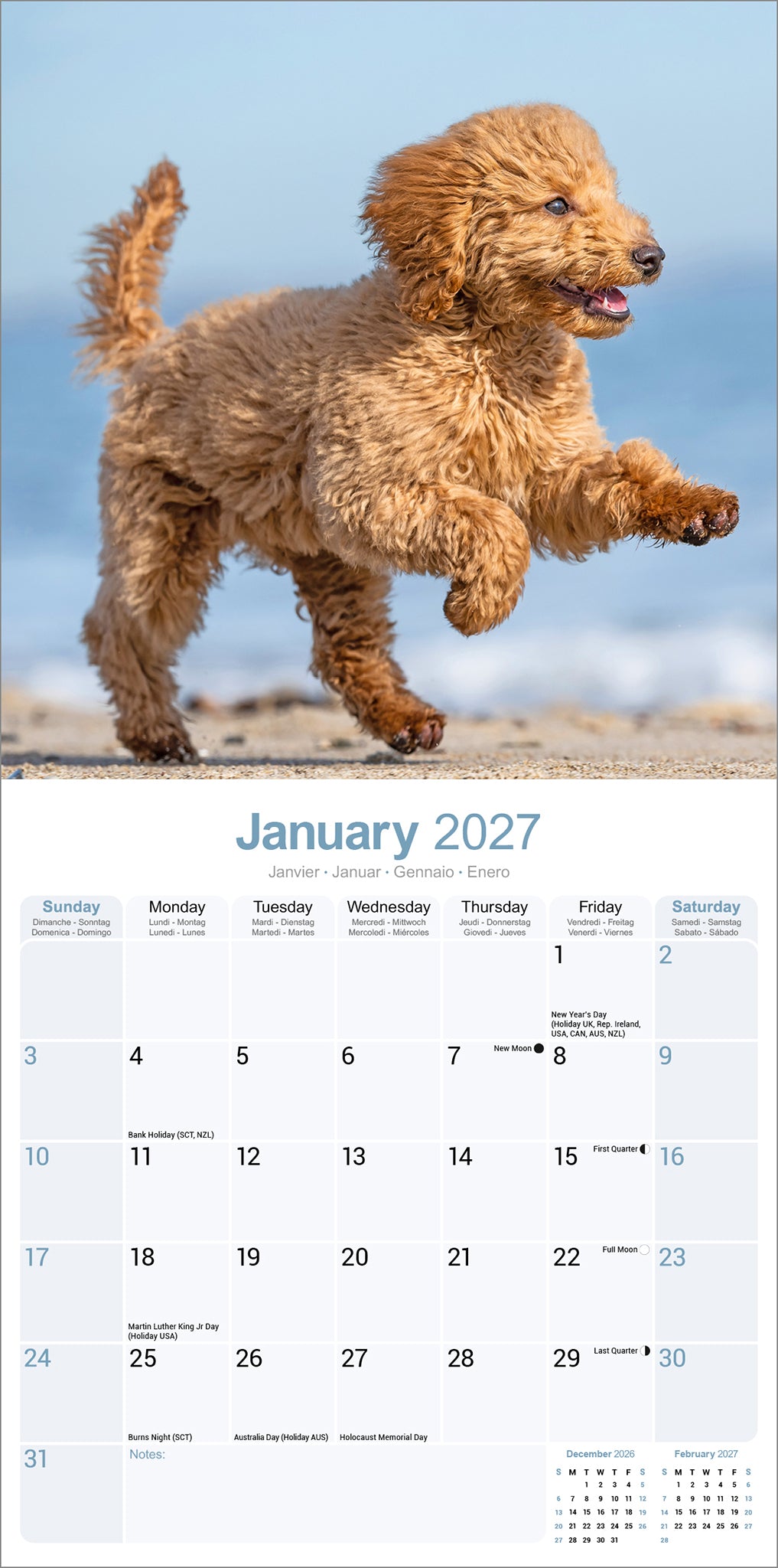 otter-house-poodle-wall-calendar-2027-wandkalender-pudel image 3