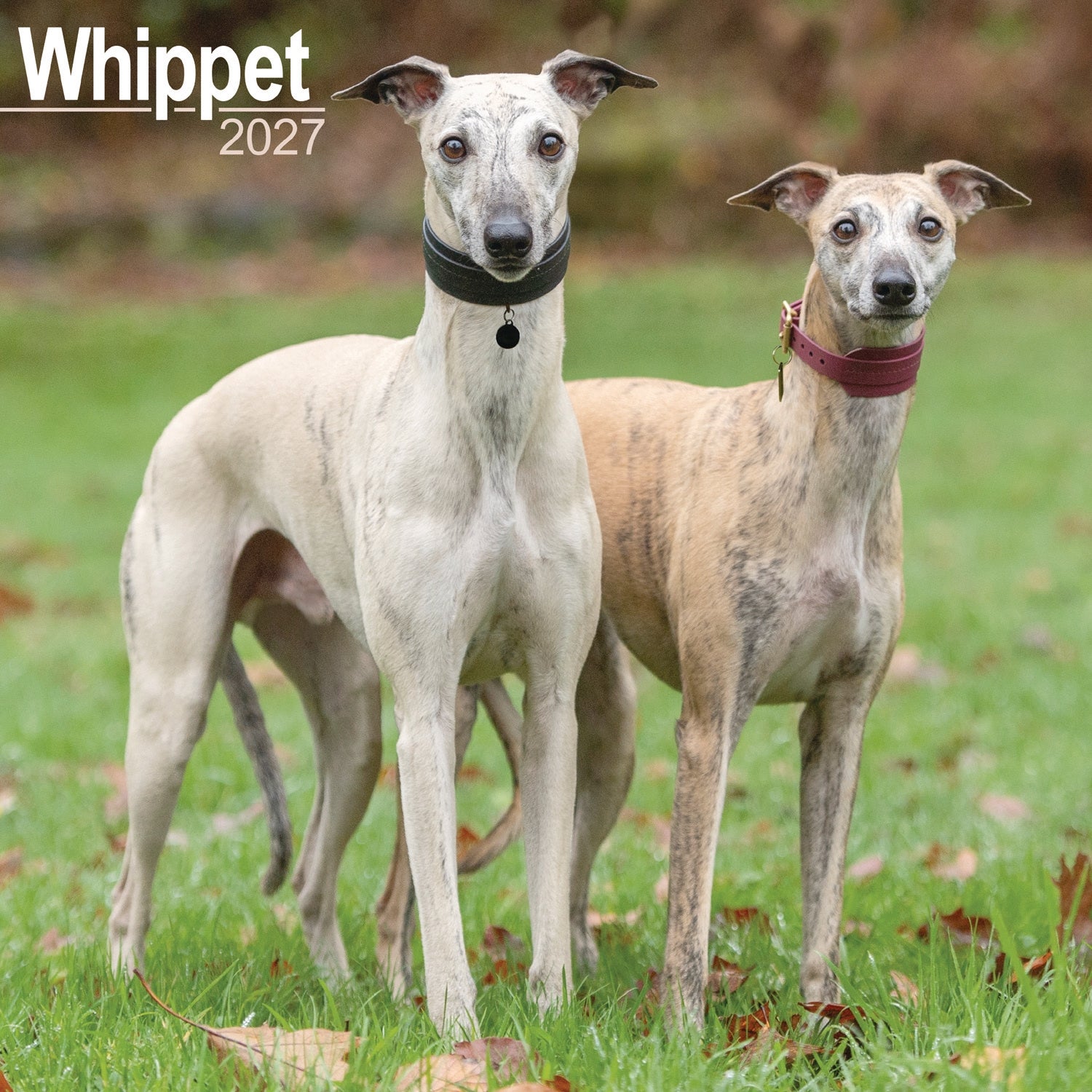 otter-house-whippet-wandkalender-2027-hundekalender image 1