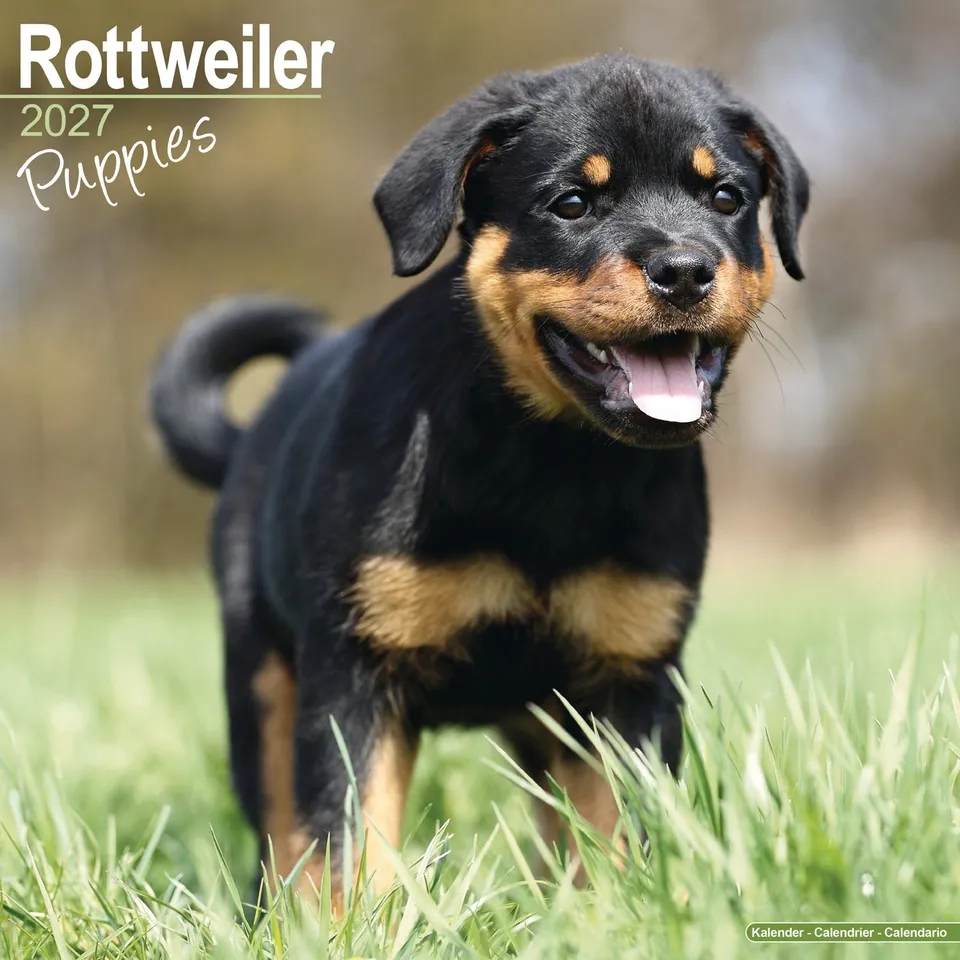 otter-house-rottweiler-puppies-wall-calendar-2027-hunde image 1