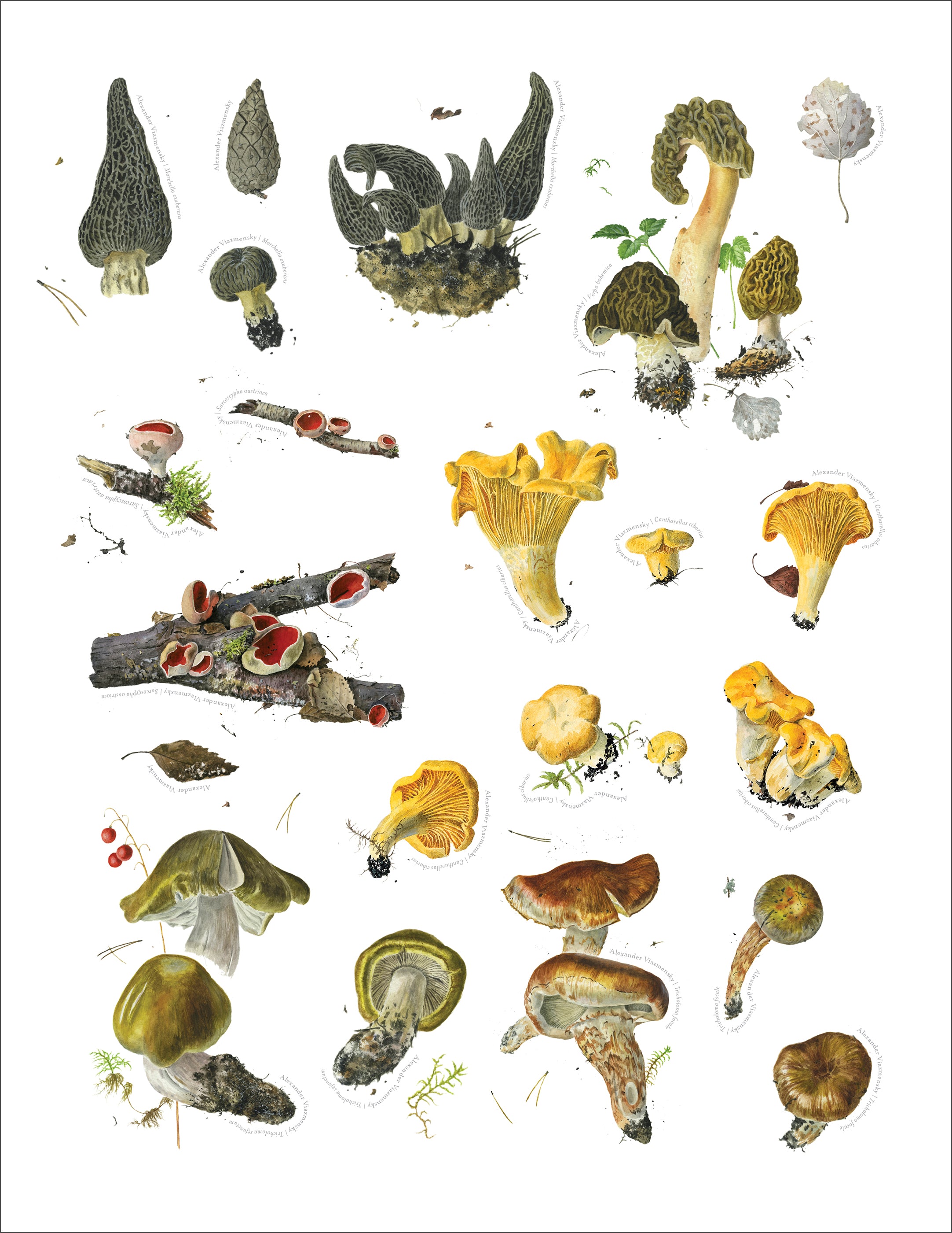 pomegranate-viazmensky-pilze-stickerbuch-48-aufkleber image 5