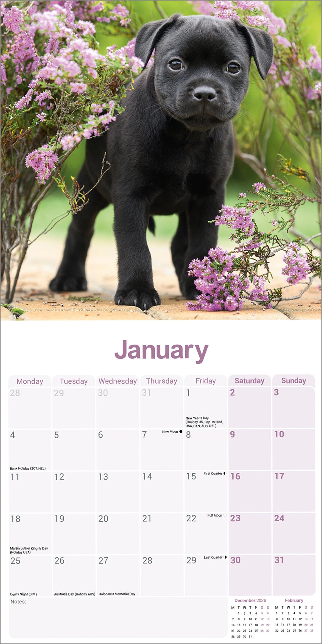 otter-house-staffordshire-bull-terrier-wandkalender-2027 image 3